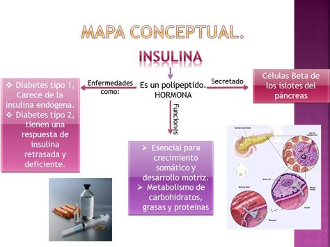 Fisiologia Medica IV 5 Mapa Conceptual Glucago E Insulina
