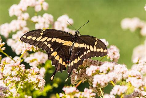 Swallowtail Butterfly Identification A Quick And Easy Guide To North American Species With