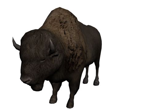 Wild Bison Png Images Transparent Background Png Play