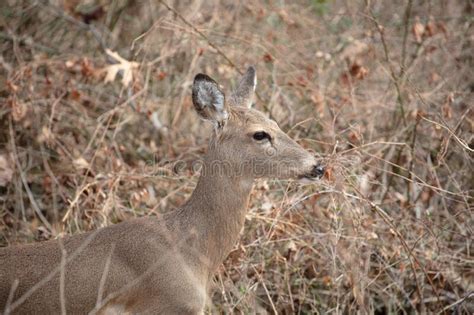 Female White Tail Deer Doe Side View Stock Photo Image Of Brush Ears