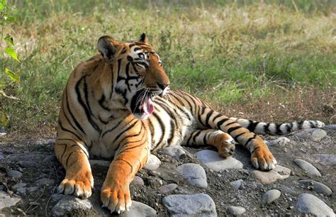 Tiger Species Of The World Tiger Species Live Science
