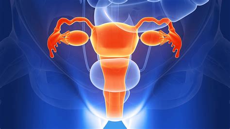 Internal Structure Of Women Body