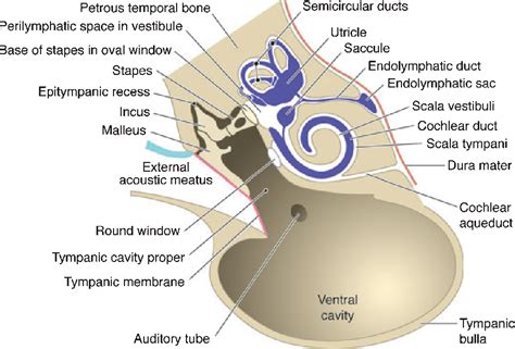Figure 3 From Anatomy And Physiology Of The Canine Ear Semantic Scholar