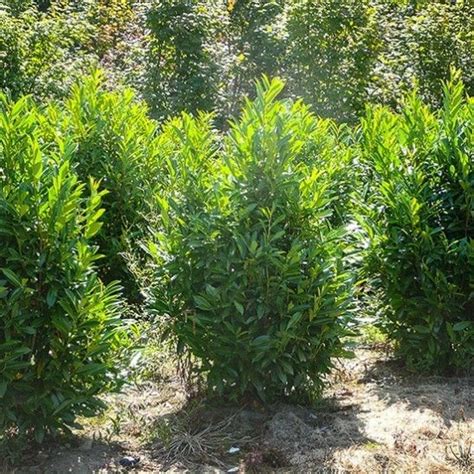 Cherry English Laurel Bushes Dwarf Flowering Shrubs Trees And Shrubs