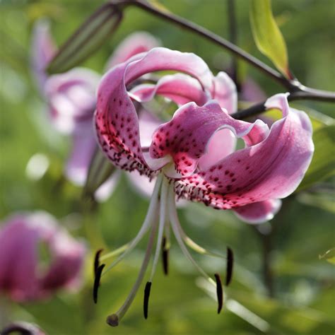 Bold Pink Lily Bulbs For Sale Online Speciosum Uchida Easy To Grow