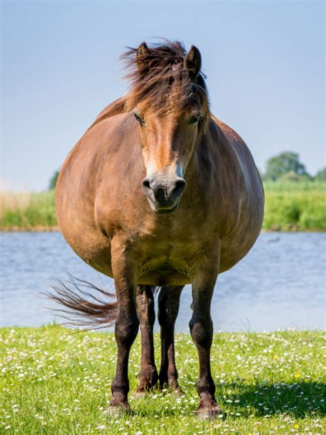 Overweight Horses Are Real And They Need Treatment