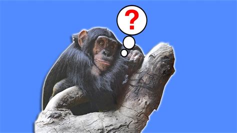 Evolution Why Are There Still Monkeys Britlab Youtube