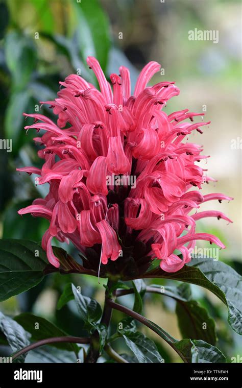 Close Up Of A Brazilian Plume Flower Justicia Carnea In Bloom Stock