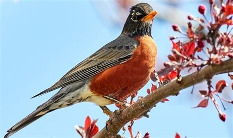 Northern Cardinal Vs Red Robin Bird Bird Sector