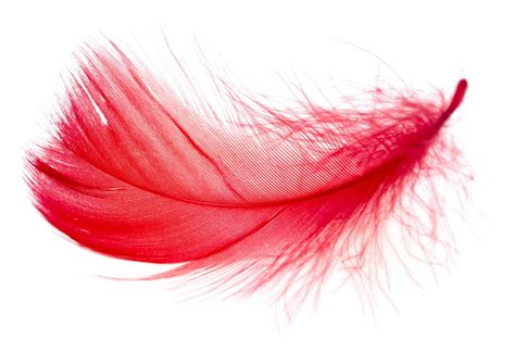 Feather Color Meanings The Significance Of Feathers And What They