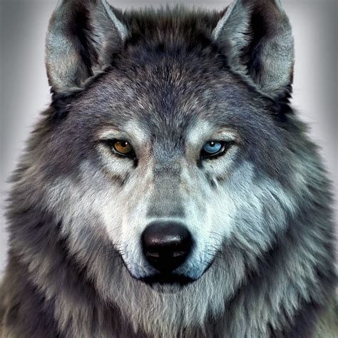 Cgsociety Wolf Pictures Wolf Spirit Animal Wolf Eyes