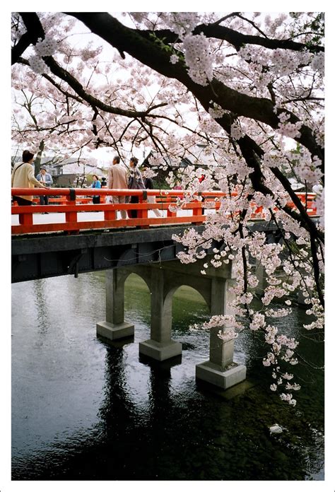 Cherry Blossoms Over A Bridge Explore Japan Cherry Blossom Japan