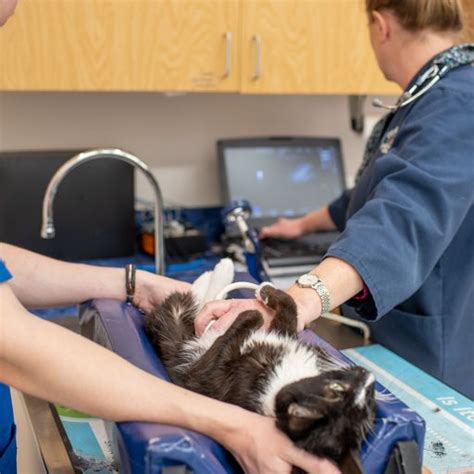 Canine Medical Imaging Ultrasound Mri X Rays Radiographs