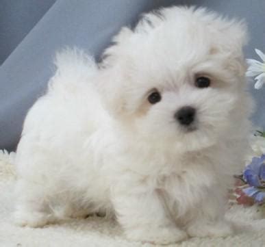 Look at pictures of maltese puppies and dogs. Teacup & Toy Maltipoo puppies for sale on Long Island New ...