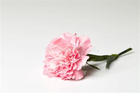 Pink Carnation Flower Isolated On White Stock Image Image Of Blooming