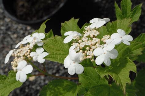 American Cranberrybush Viburnum Opulus Native Plants Pnw