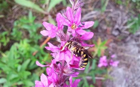 Create diversity in your garden: Single petal flowers attract bees (2) - BestFarmAnimals