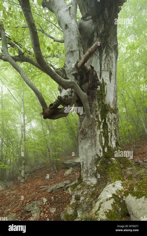 Wood In Val Di Mello Lombardy Italy Stock Photo Alamy