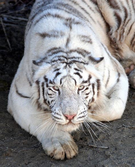 White Tiger Awesome Shot Animals Pinterest