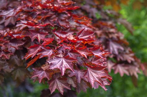 How To Grow And Care For Crimson King Maple