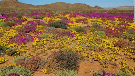 The Succulent Karoo In Pictures A Desert Blooming With Color