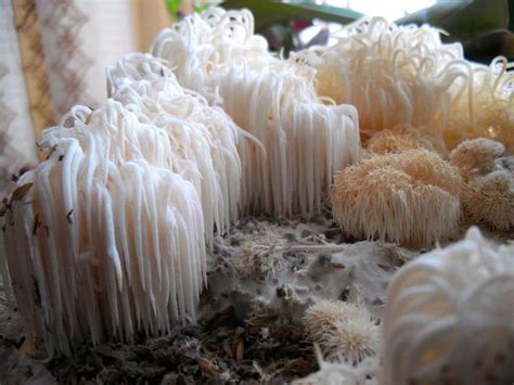 Hericium Coralloides Coral Tooth Mushrooms