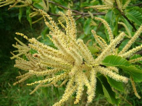 Horse chestnut is a large tree known for showy flowers in may. Castanea sativa, Sweet chestnut - Permaculture Eden