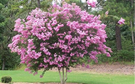 Pink Crape Myrtles Available As Miniatures Dwarf Medium Height Or