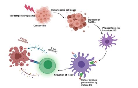 Immunogenic Cell Death And The Activation Of T Cell Ltp Induced