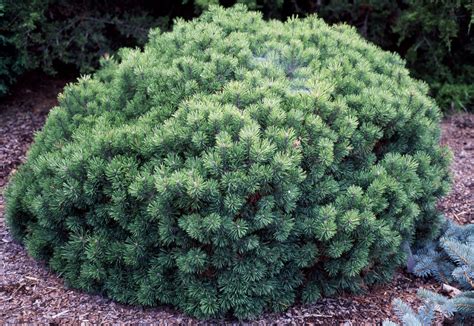 8 Best Dwarf Evergreen Trees For Your Garden Thearches