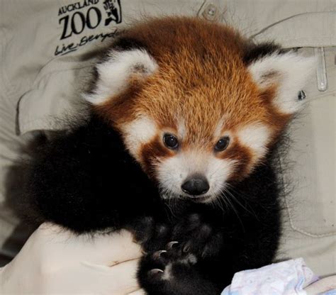 Update Auckland Zoos Baby Red Panda Gets A Name Zooborns
