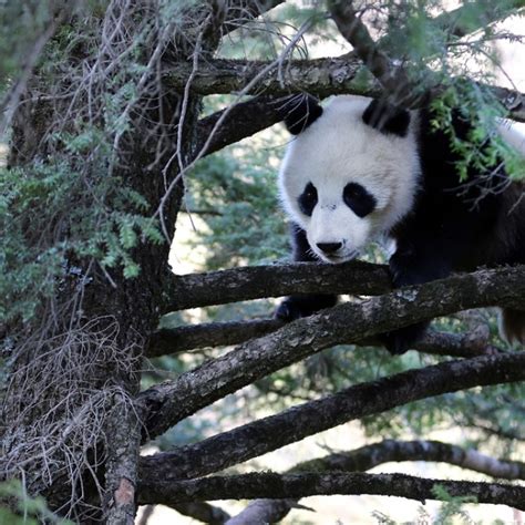 Behind The Urgent Drive To Unite Chinas Giant Panda Habitats In One
