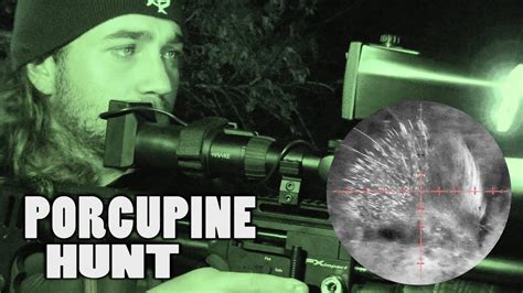 Porcupine Hunt With Night Vision Airgun Pest Control Re Upload