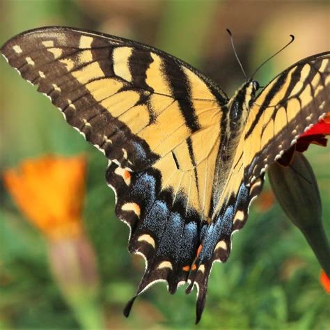Appalachian Tiger Swallowtail Papilio Appalachiensis Pavulaan And Wright