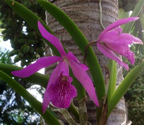Orchid Growing In A Adondia Palm In South Florida Orchids Plants