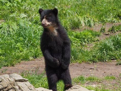 Andean Bear Cub Smithsonian Photo Contest Smithsonian Magazine