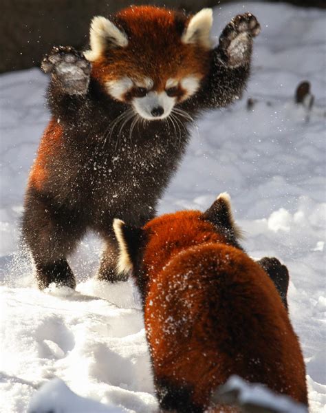 Red Pandas Playing In Snow Rpics