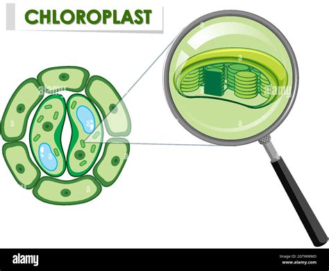 Diagram Showing Chloroplast On Plant Cell Stock Vector Image And Art Alamy