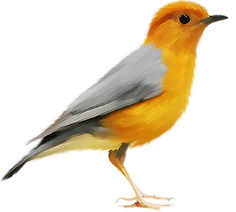 Oiseau Png Images Transparent Background Png Play