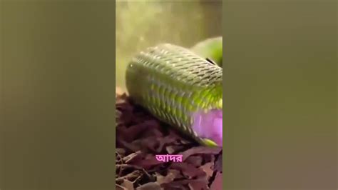 How Snakes Give Birth To Babies । সাপ কিভাবে বাচ্চা প্রসব করে Youtube