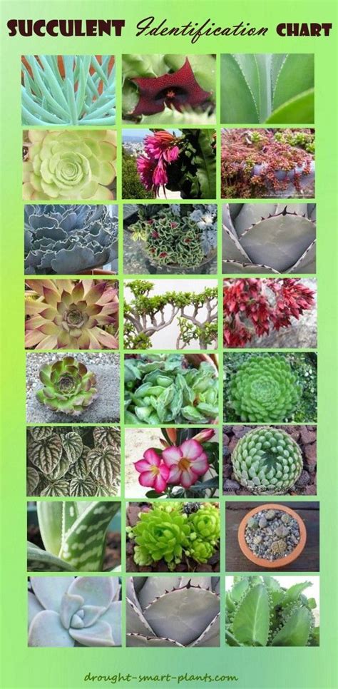 How To Identify Succulent Plants