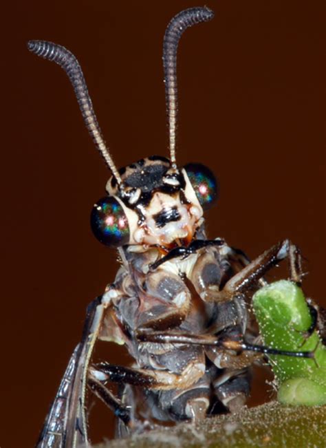 beneficial insects lacewings and antlions usu