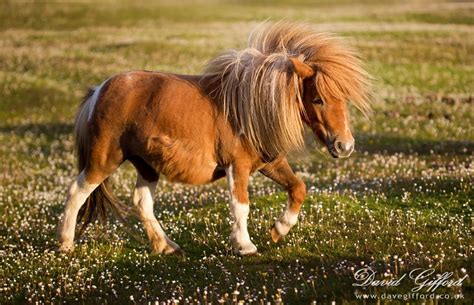 I Want One Shetland Pony Shetland Most Beautiful Horses