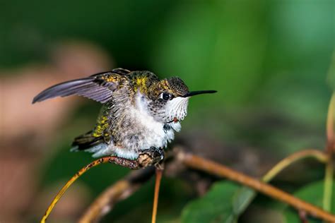 Female Ruby Throated Hummingbird Stretching World Birds Bird