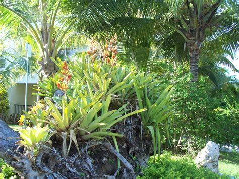 Pin By Dimple Gower On Tropical Gardens Tropical Garden Plants