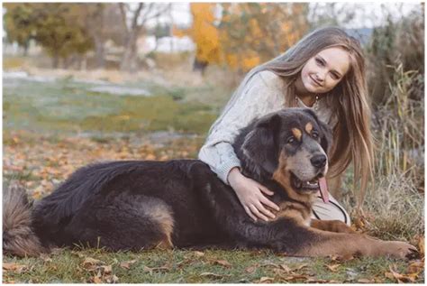 Are Tibetan Mastiffs Good With Children Your Giant Dog