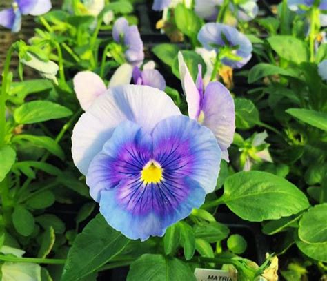 Light Blue Matrix Pansy Ready For Fall In Our Greenhouse