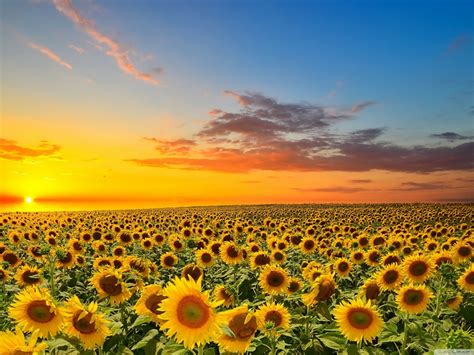 Sunset Over Sunflowers Field Wallpaper 2560x1600