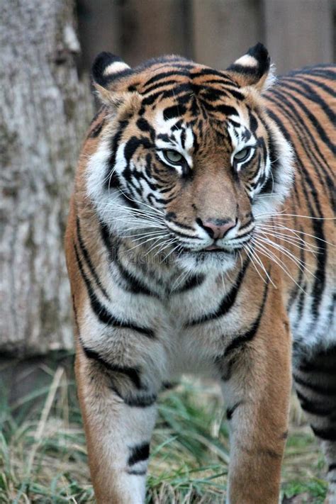 Tigre De Sumatran Raro Y Endagered Imagen De Archivo Imagen De