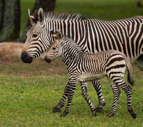 Disney Shares New Photos Of Baby Zebra Born At Animal Kingdom Lodge